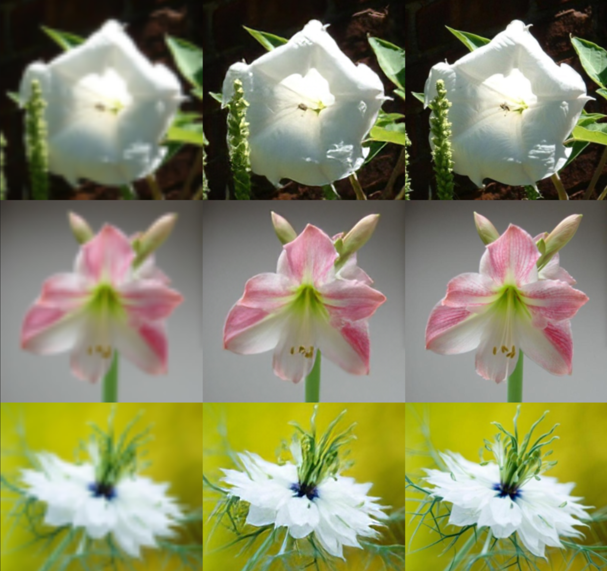 ../_images/shot_flower1.png