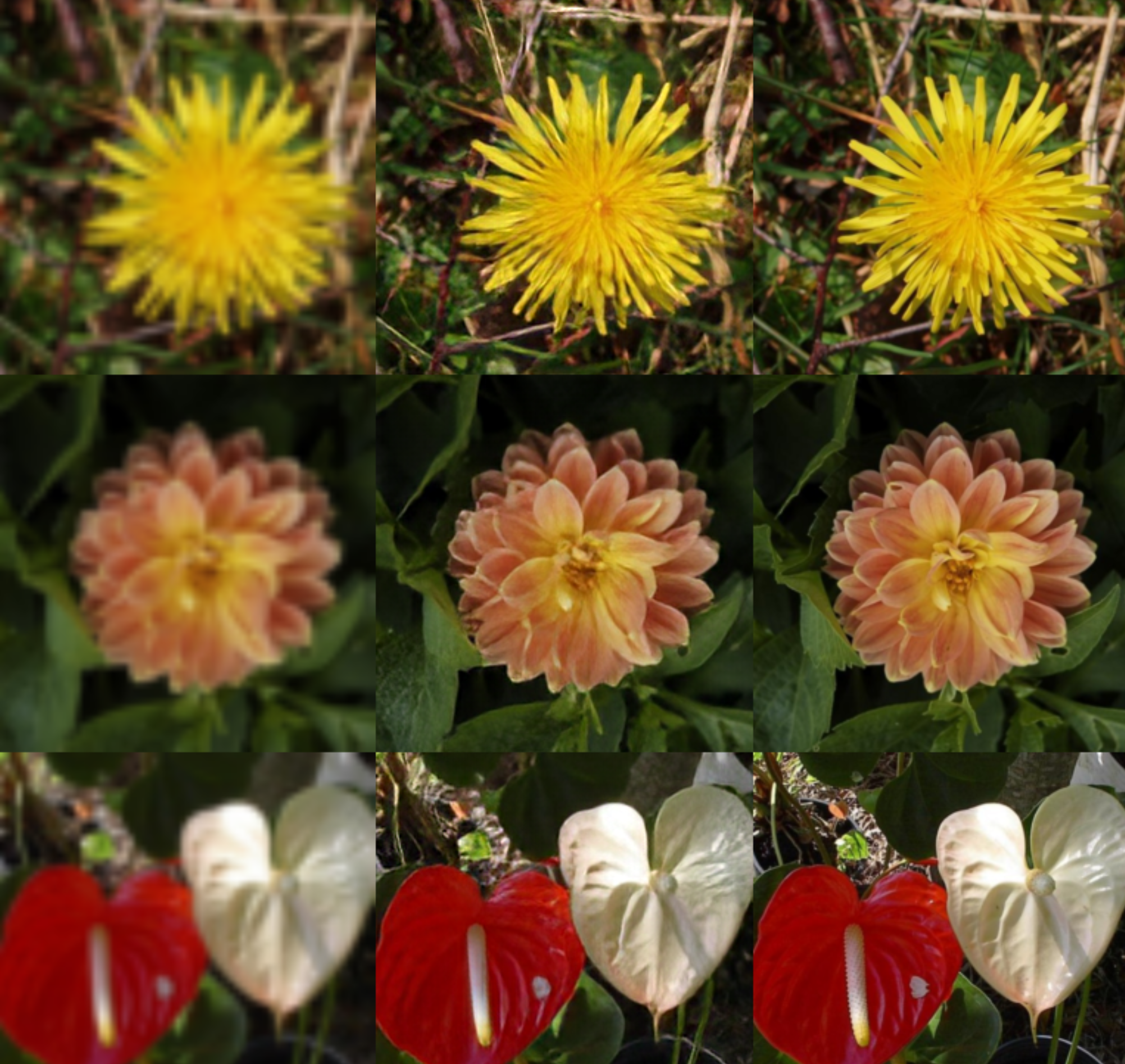 ../_images/shot_flower2.png