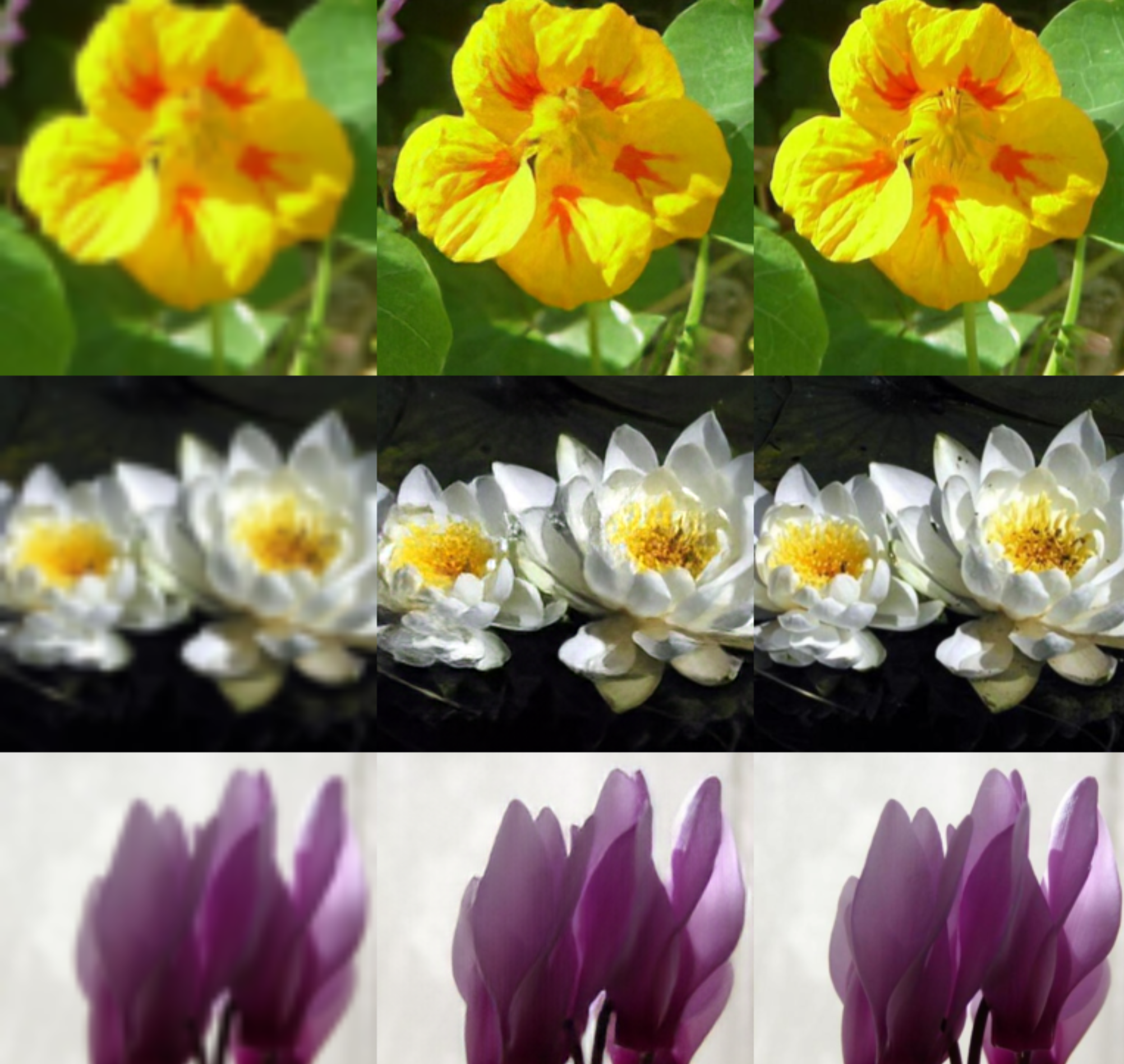 ../_images/shot_flower4.png